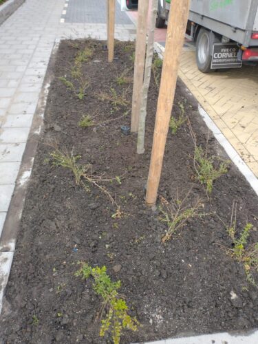 Medewerker maakt de bestrating schoon langs een nieuw aangeplant vak